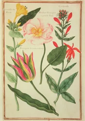 PD.109-1973.f41 Flower Studies (wc vellum)